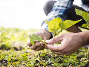 Lee más sobre el artículo LAS EMPRESAS AGROALIMENTARIAS DE C-LM YA PUEDEN SOLICITAR LAS AYUDAS FOCAL 2025