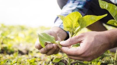 LAS EMPRESAS AGROALIMENTARIAS DE C-LM YA PUEDEN SOLICITAR LAS AYUDAS FOCAL 2025